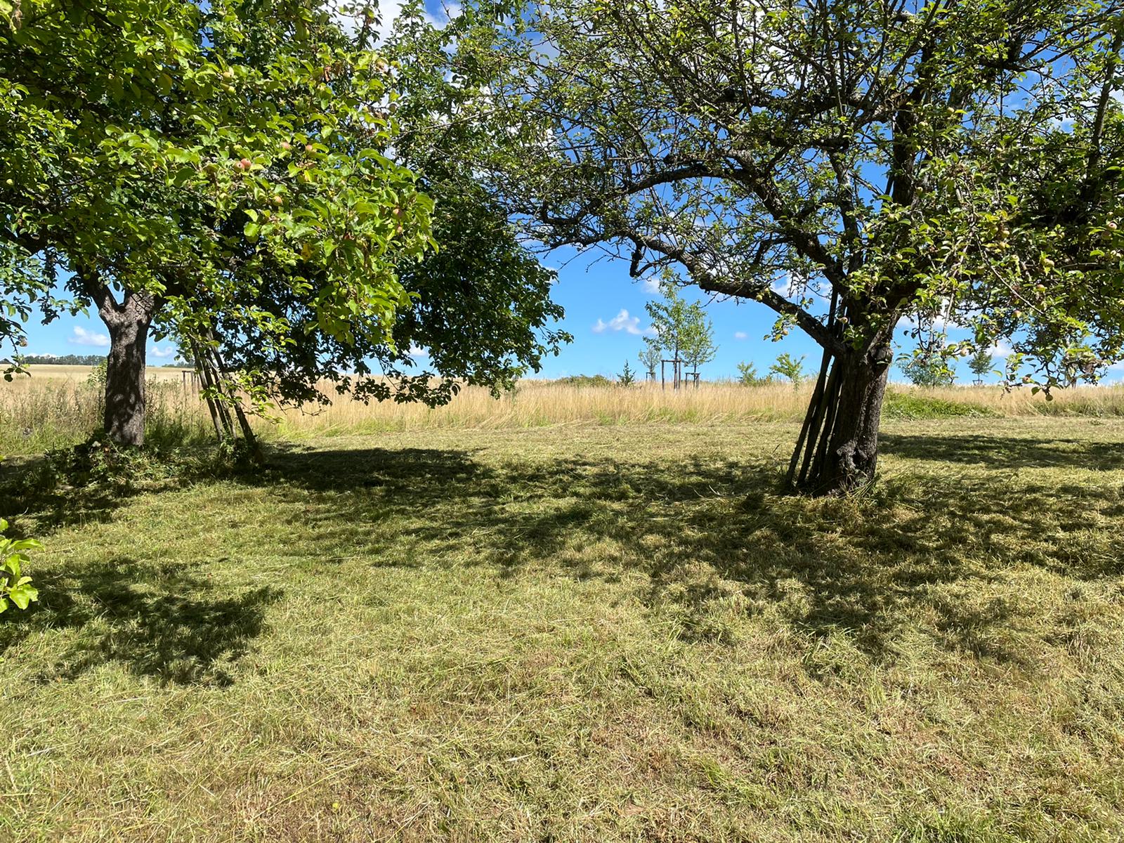Wiese nachher