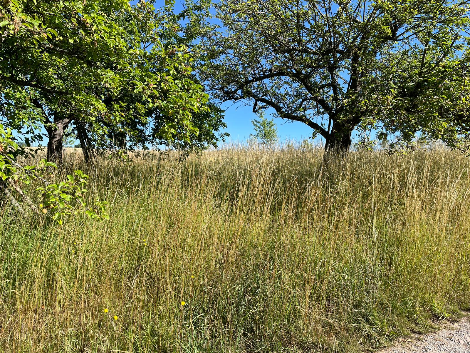 Wiese ungemäht
